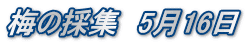 梅の採集　5月16日